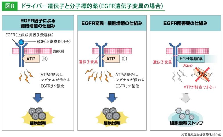 解説 肺がんの経口抗がん剤治療と副作用対策 Egfr Ver 薬剤師まさブログ